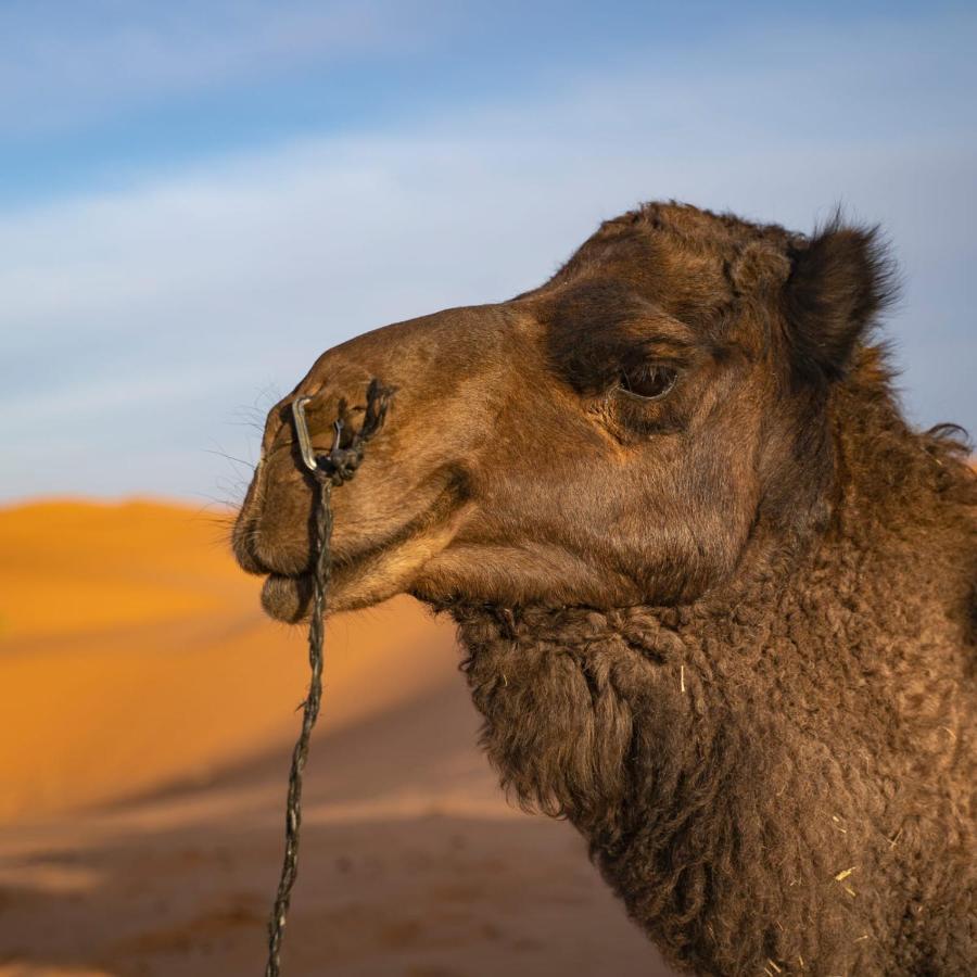 Authentic Desert Luxury Camp Merzouga Eksteriør bilde